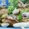Стретч-игрушка животное LEGEND OF ANIMALS МАКСИ Хранители Океана в дисплейе, арт. 106/CN24