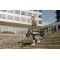 Segway Электросамокат F2 PRO E, черный, aa.05.12.03.0001