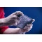 MSI Ігрова консоль Claw A1M-2 512GB, арт. 9S7-1T4111-235