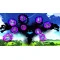 Games Software Sonic X Shadow Generations (Switch), арт. 5055277054312