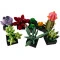 Конструктор LEGO Botanicals сукуленты, арт. 10309-