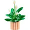 Конструктор LEGO Botanicals спатифиллум, арт. 11504