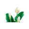 Конструктор LEGO Botanicals спатифиллум, арт. 11504