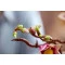Конструктор LEGO Botanicals гілки магнолії, арт. 11510