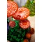 Конструктор LEGO Botanicals лісові гриби, арт. 11505
