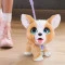 Интерактивная игрушка FURREAL серии 