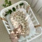 Кокон Baby Design Плюшевые медвежата, арт. 5019759 купить в Украине | код товара: 5019759